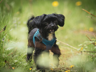 cute black bolonka puppy curiously walks through nature