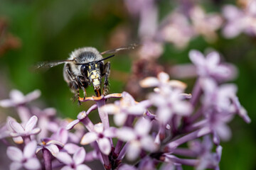 Nahaufnahme einer Honigbiene beim Sammeln von Blütenstaub