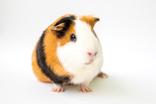 Cute guinea pig isolated on white background