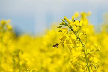honey bee collects nectar in the yellow rapeseed flowers
