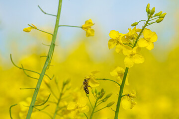 Obraz premium honey bee collects nectar in the yellow rapeseed flowers
