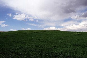 Fototapeta premium green field and blue sky