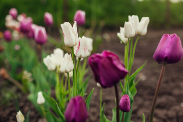 Close up of pink tulips growing in spring garden. Negrita and Candy club variety. Flowers blooming outdoors in may