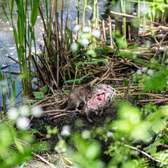 Brown rat feasting on rotting animal