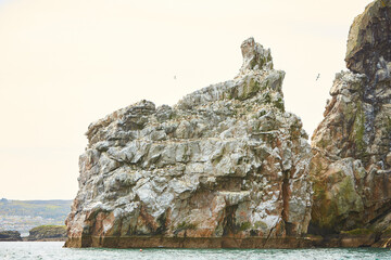 Colony of northern garnet on the rock of island in Ireland. Wild bird in the wild.