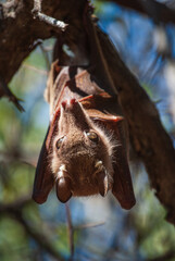 Pteropodidae Bat with fox snout hanging on a tree in a natural park