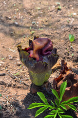 Close-up konjac flower in tropical garden. In Thailand.