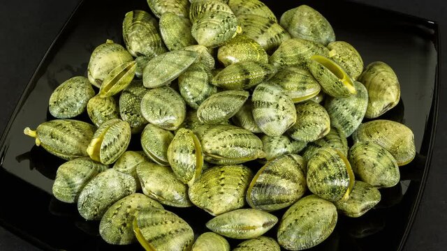 Fresh, live shells for cooking, rotation
