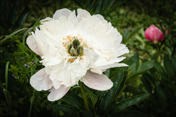 Peonies