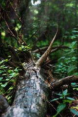 young plant, grows in summer on an old tree trunk, early morning in the forest