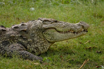 Crocodile In The Everglades