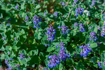 flowers in the garden