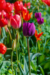 red and yellow tulips