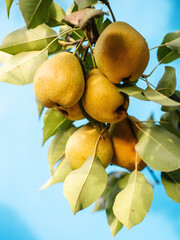 Fresh juicy pears on pear tree	
