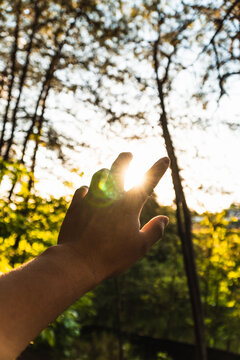 The hand reaches for the sunlight in a forest