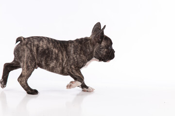 French bulldog puppy standing