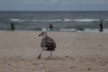 Ptak Mewa Plaża Morze - obrazy, fototapety, plakaty