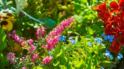 Beautiful flowers Myretoun Ruby. Erica carnea, macro photo. Erica Darleyensis Pink Perfection in the Garden. - obrazy, fototapety, plakaty