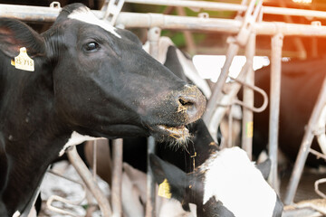 Dairy farm animal husbandry. The cows are in the stall.