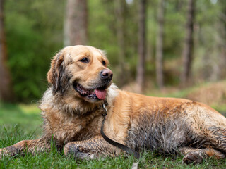 happy resting dog wet and muddy lying on the grass in the woods