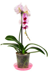 Naklejka na ściany i meble Orchid bloom with a curved twig of white-pink flowers