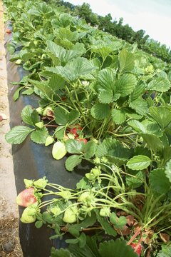 field of strawberry plants with red and green berries #4