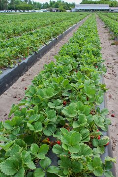 field of strawberry plants with red and green berries #6