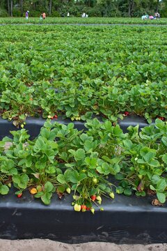 field of strawberry plants with red and green berries #2