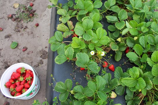field of strawberry plants with red and green berries with a white bucket of strawberries