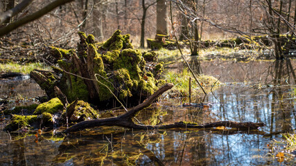 pictorial pond in the forrest