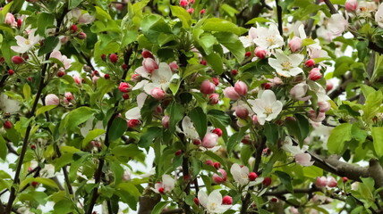 jabłoń, apple tree - obrazy, fototapety, plakaty