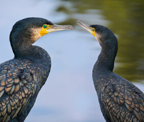 Great cormorant -  Phalacrocorax carbo