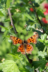 Orange butterfly Polygonia in the garden