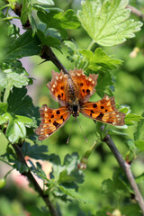 Orange butterfly Polygonia in the garden