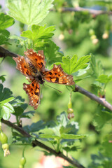 Orange butterfly Polygonia in the garden