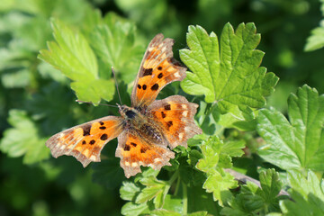 Orange butterfly Polygonia in the garden