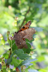 Orange butterfly Polygonia in the garden
