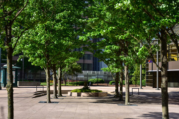 Tree lined sidewalk in Downtown Atlanta