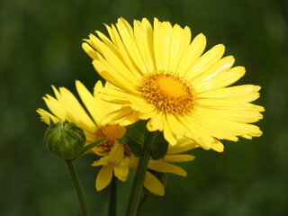 Leopard's bane (Doronicum orientale) - close up of yellow daisy-like flower head, Poland
