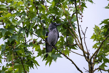 crow among tree branches and leaves, wet in the rain, raven - bird, plane tree 