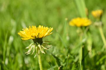 summer yellow flower