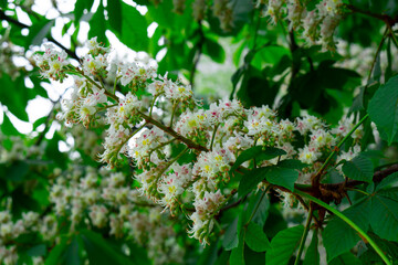 Cluster with white chestnut flowers. White chestnut blossom with tiny tender flowers and green leaves background. Horse chestnut flower with selective focus. Horse chestnut blossoming in springtime.
