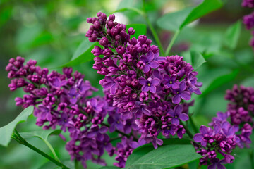 Tender lilac flowers background. Lilac or Suringa is a flowering woody plant. Lilac flowering. Floral texture. Flowering lilac bush pattern.

