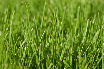 shining grass in summer,