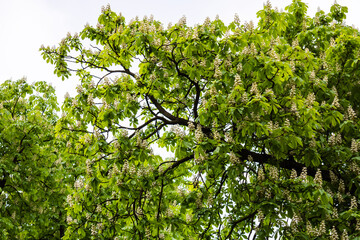 White flowers on chestnut in inflorescences in early spring