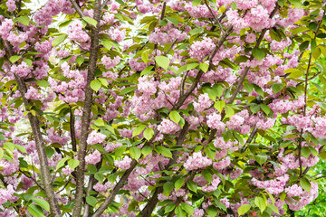 Spring trees in the national nature park