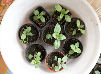 selective focus, seedlings of different flowers in small pots with soil, top view