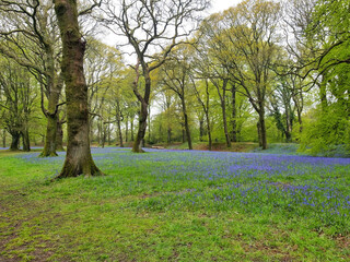 Blackbury Camp East Devon