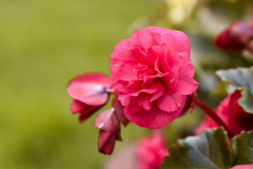 Fototapeta na wymiar roses on blur background