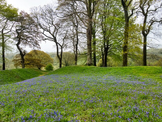 Blackbury Camp East Devon